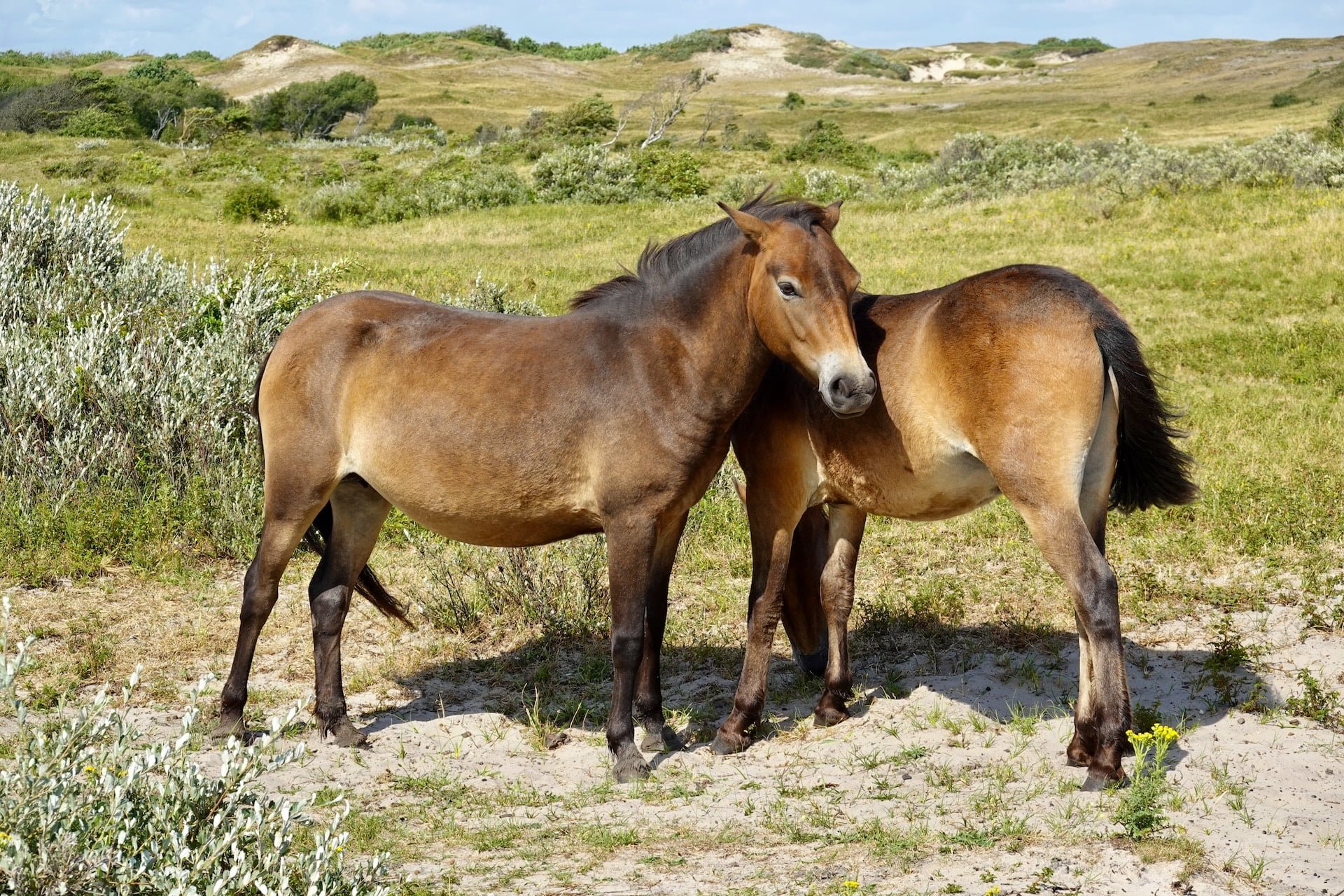 Exmoor Pony Centre